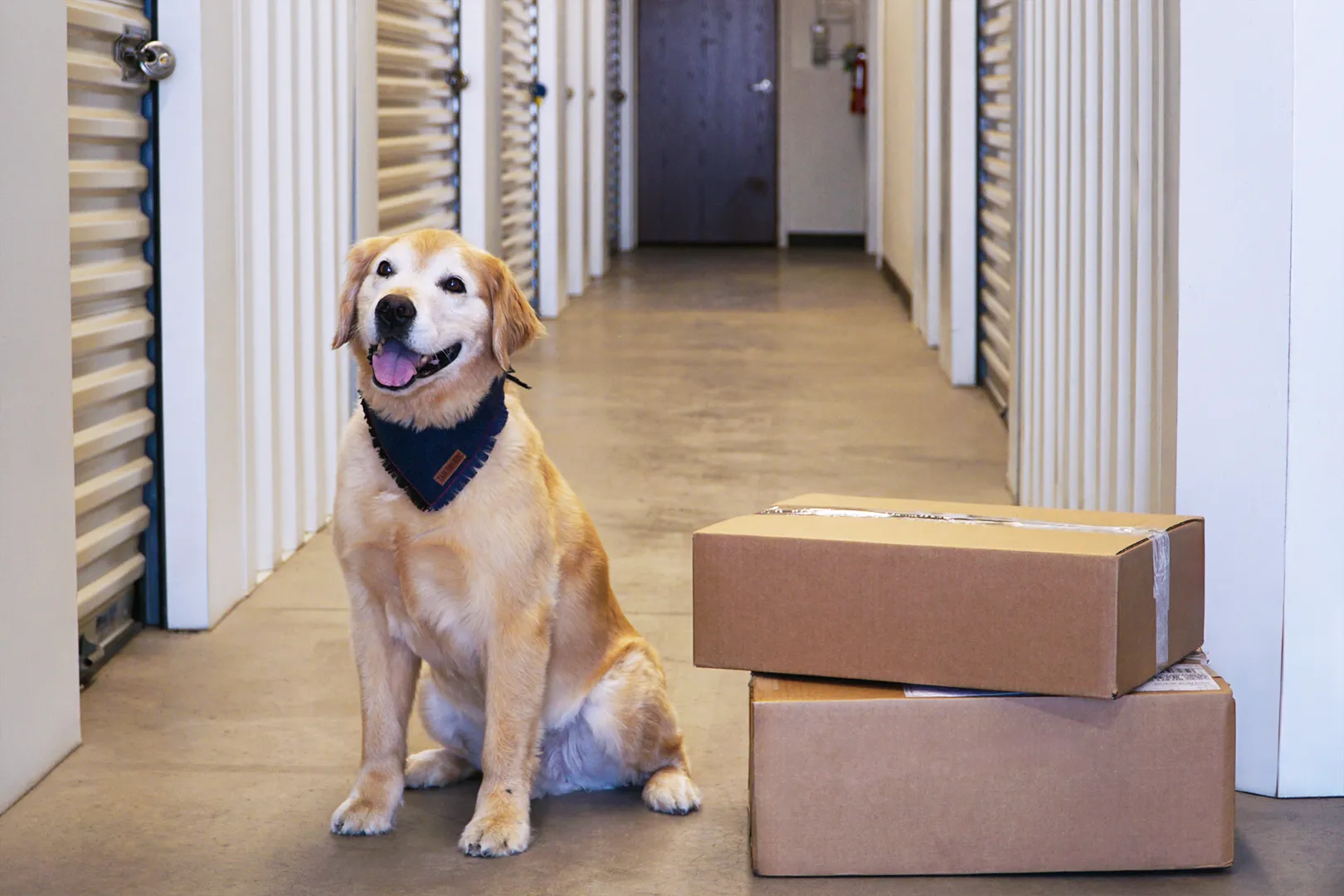 Golden retriever sitting by a pile of boxes in a climate-controlled self-storage facility.
